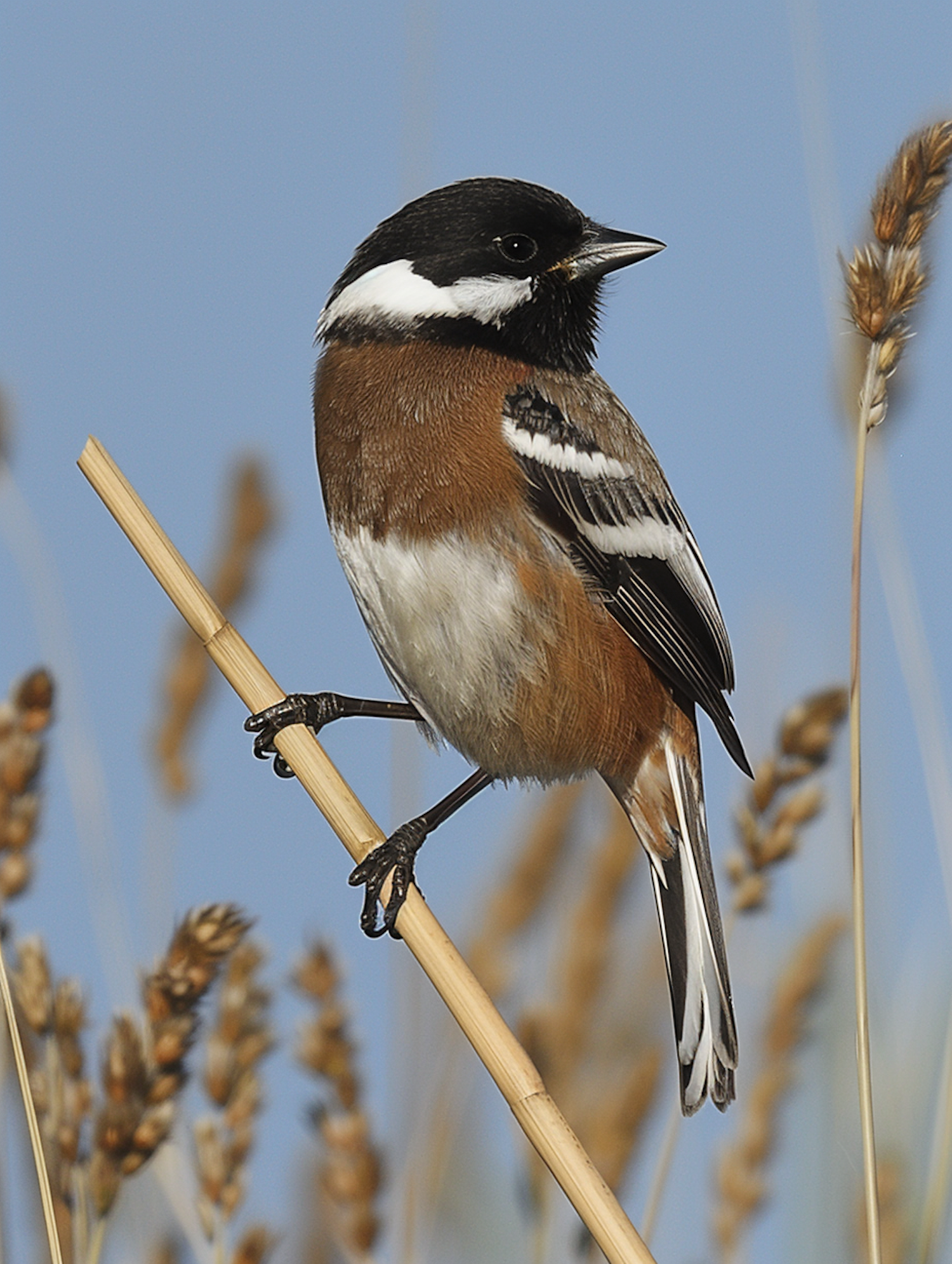 Bird on Reed