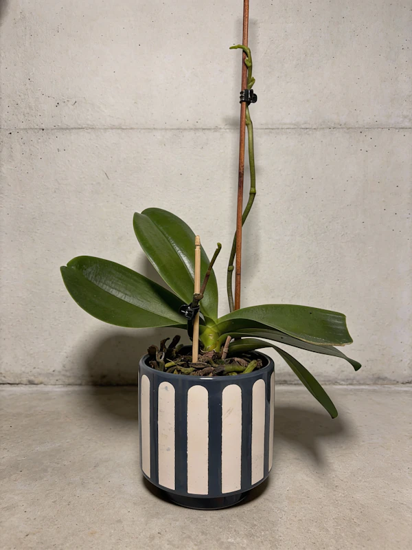 Elegant Orchid Display