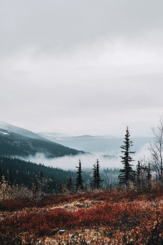 Misty Forest Landscape