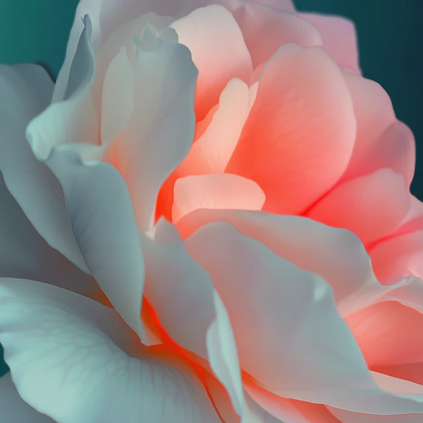 Delicate Rose Close-Up