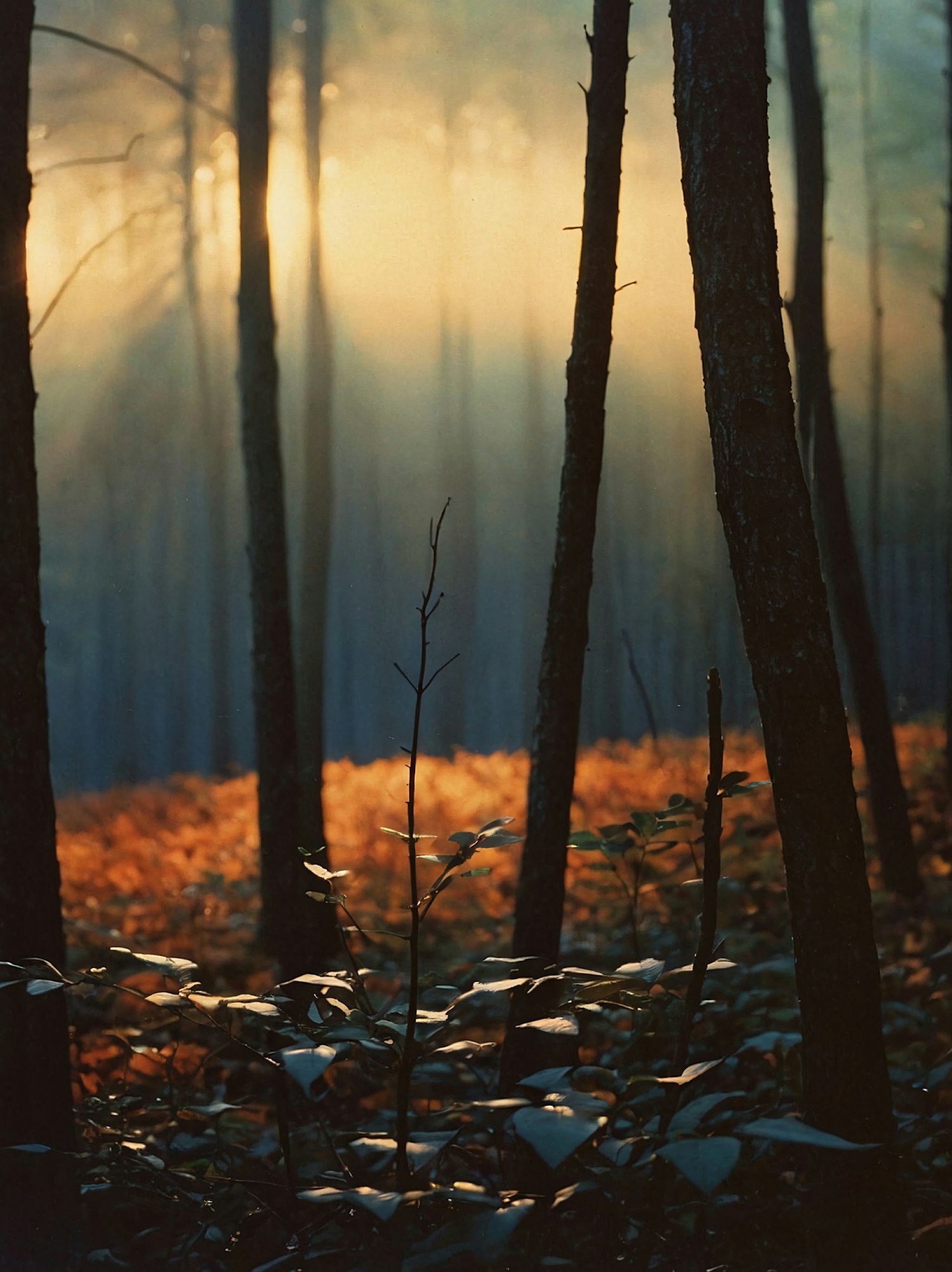 Serene Forest Scene