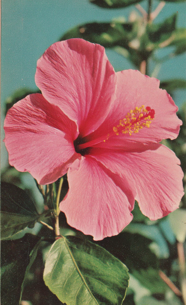 Pink Hibiscus Flower