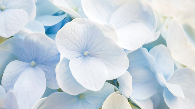 Close-up of Hydrangea Flowers