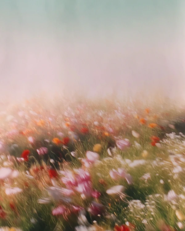 Dreamy Flower Field