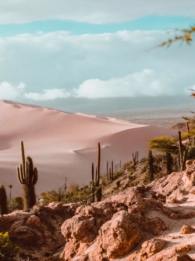 Desert Landscape with Cacti