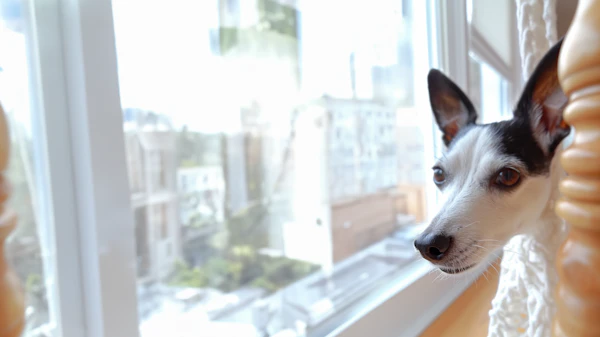 Curious Dog Behind Window