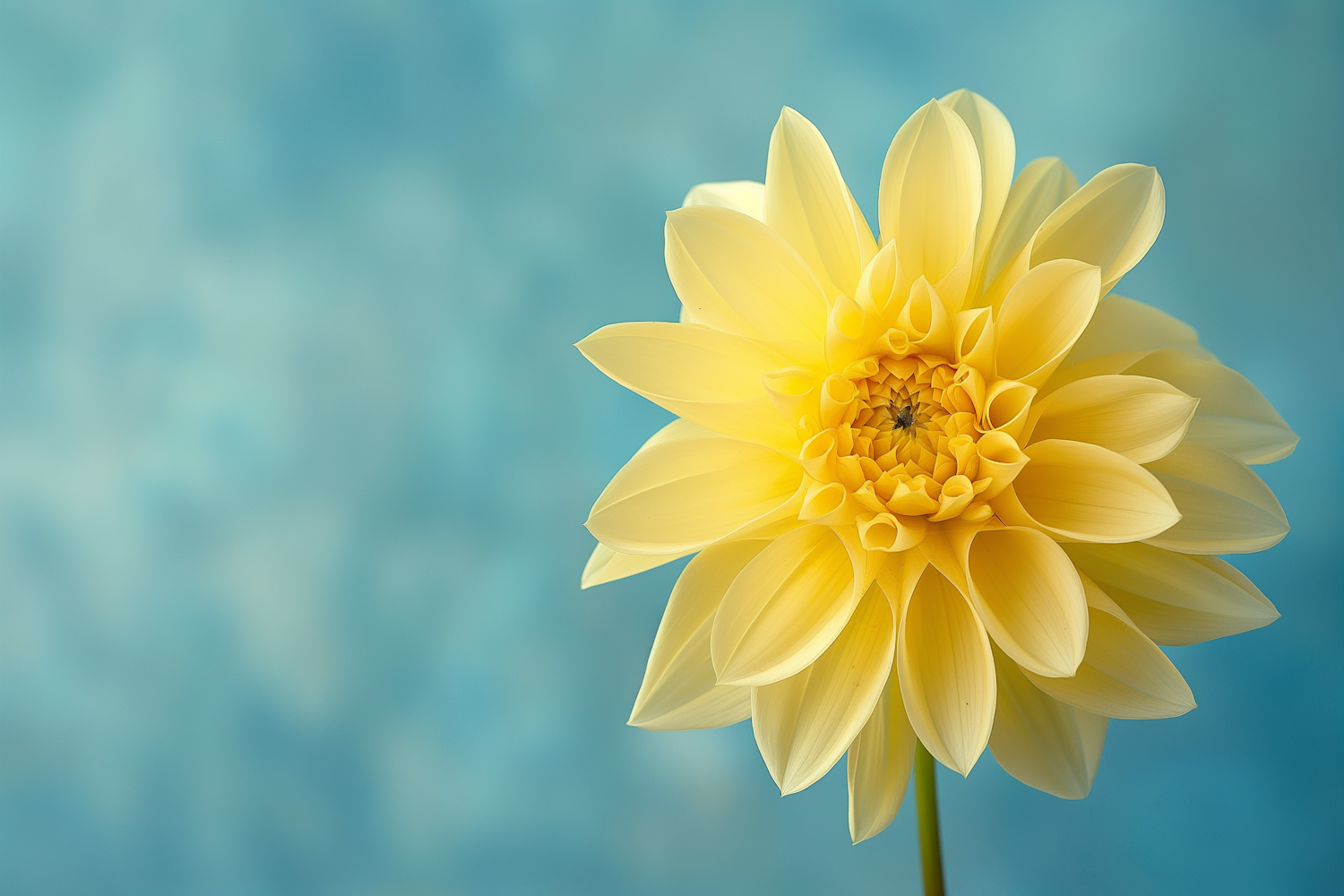 Vibrant Yellow Dahlia Close-Up