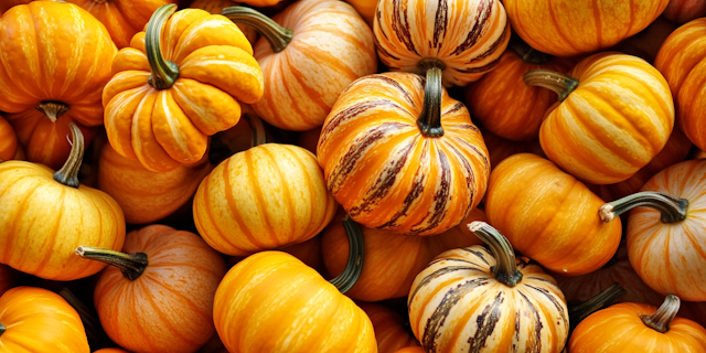 Vibrant Pumpkin Collection