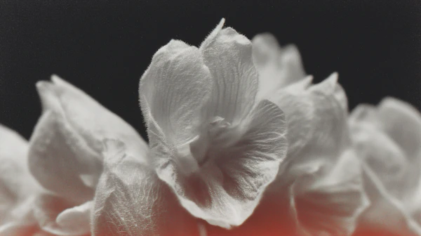 Delicate Flower Petals