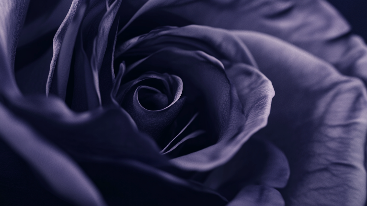 Close-up of a Purple Rose