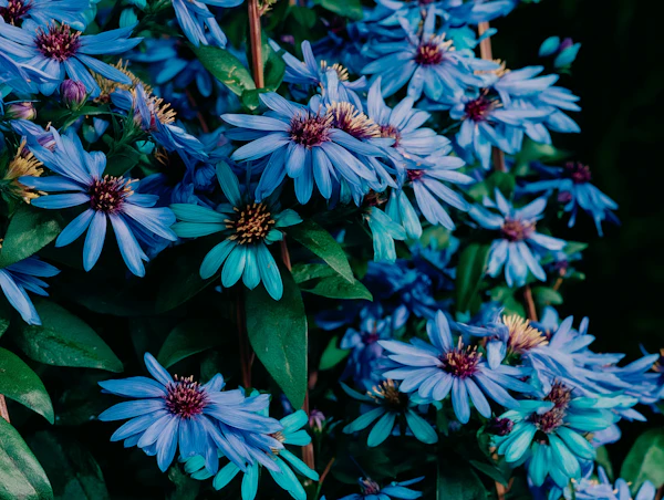 Vibrant Blue Aster Flowers