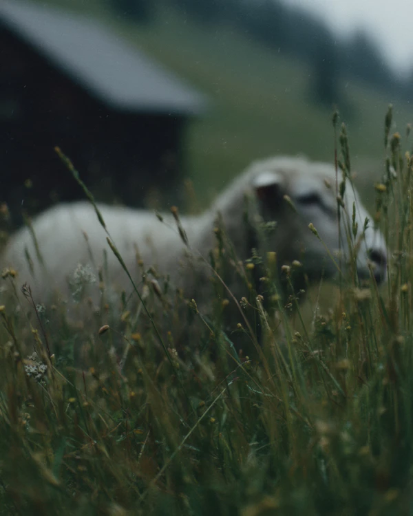 Serene Countryside Scene