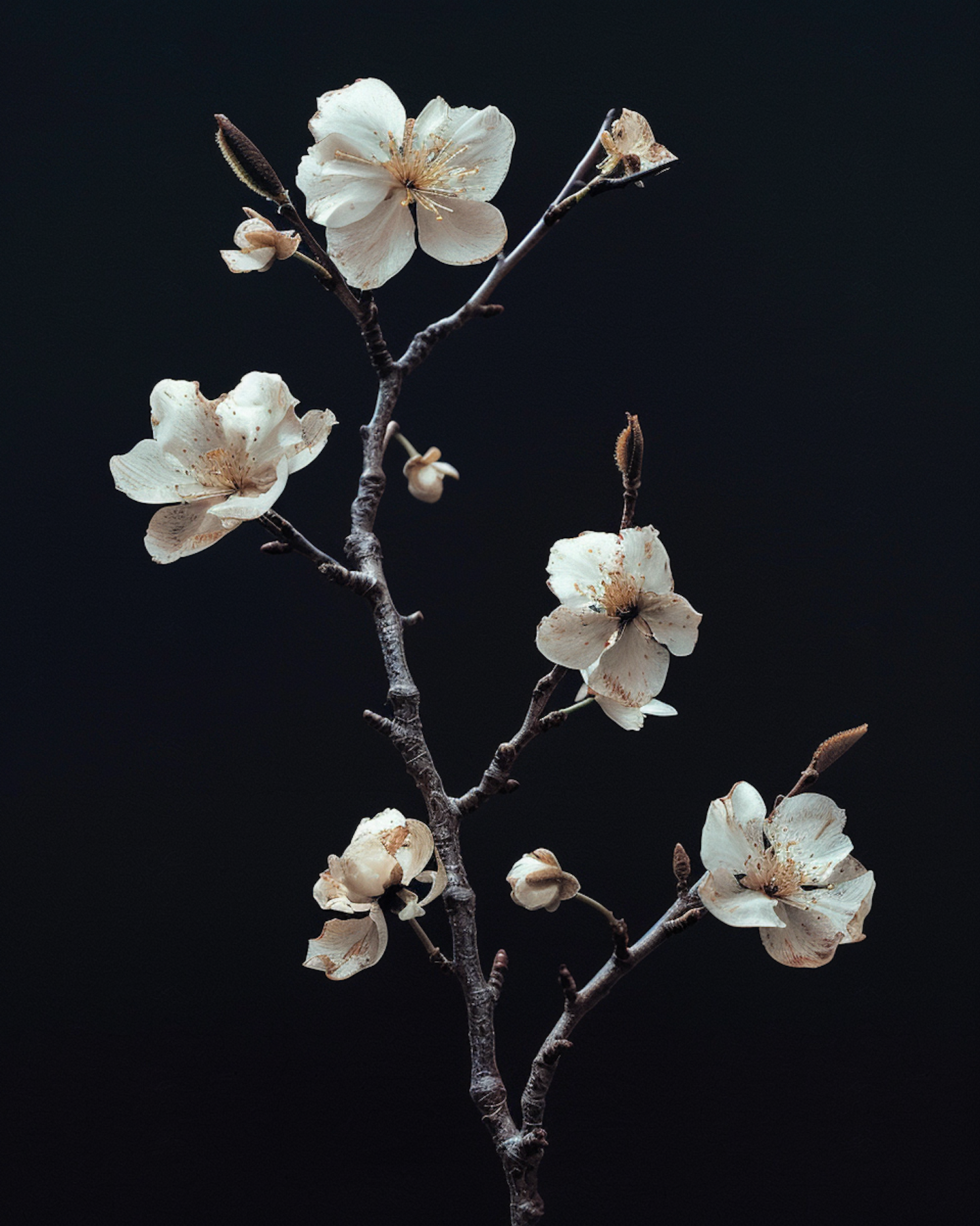 Serene Cherry Blossoms