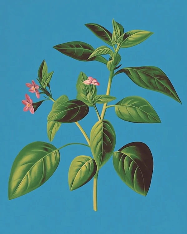 Botanical Illustration