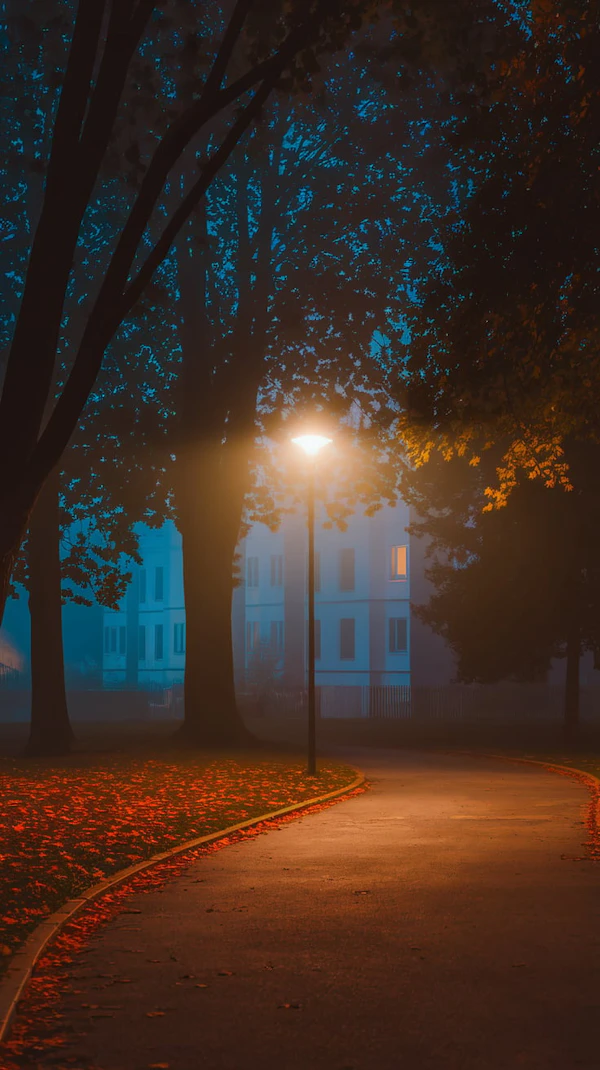 Serene Nighttime Park