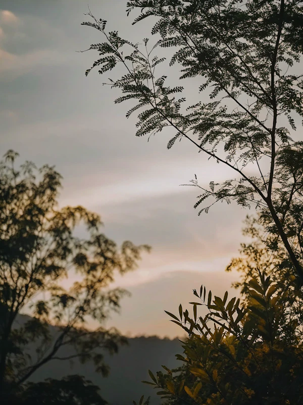 Serene Nature Silhouette