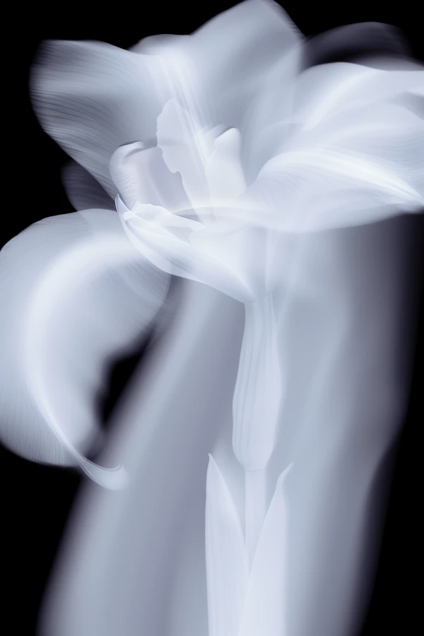 Ethereal Glowing Flower