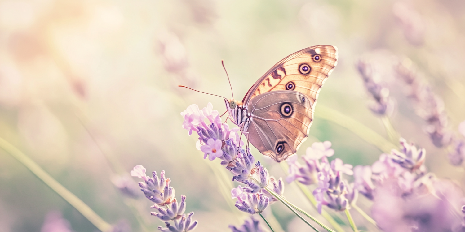 Butterfly on Lavender