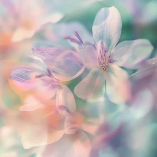 Pastel Flower Serenity