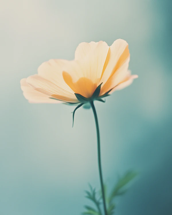 Delicate Flower in Soft Light