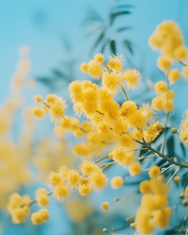Yellow Mimosa Flowers