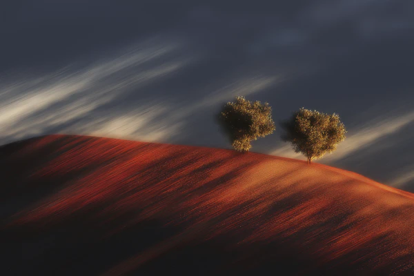 Golden Hill Trees