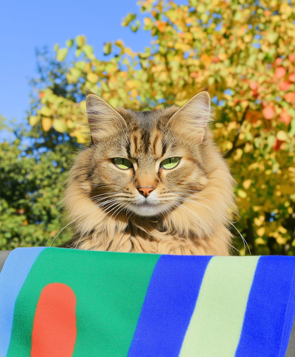 Majestic Cat with Autumn Backdrop