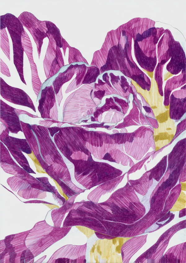 Radicchio Illustration