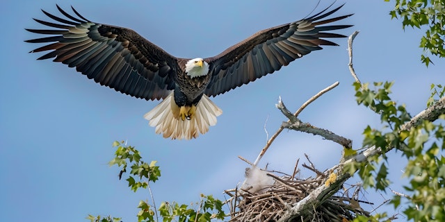 Majestic Bald Eagle in Flight