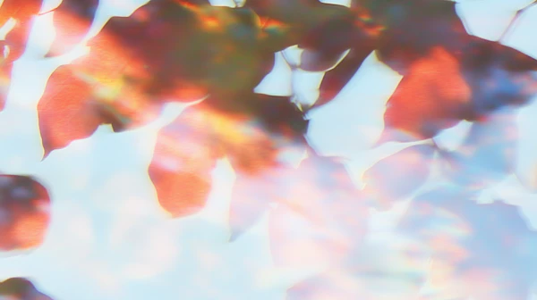 Dreamy Abstract Leaves
