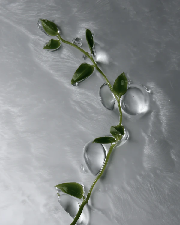 Green Vine Reflection
