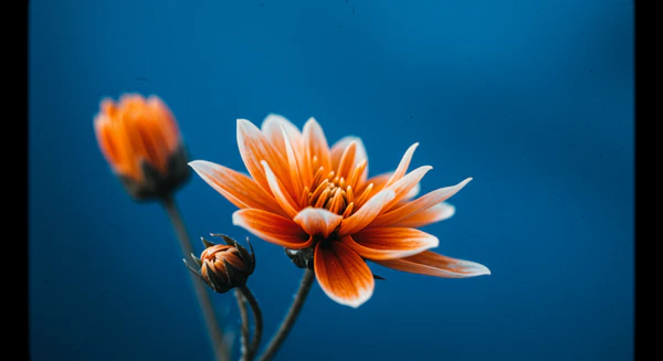 Vibrant Orange Flower