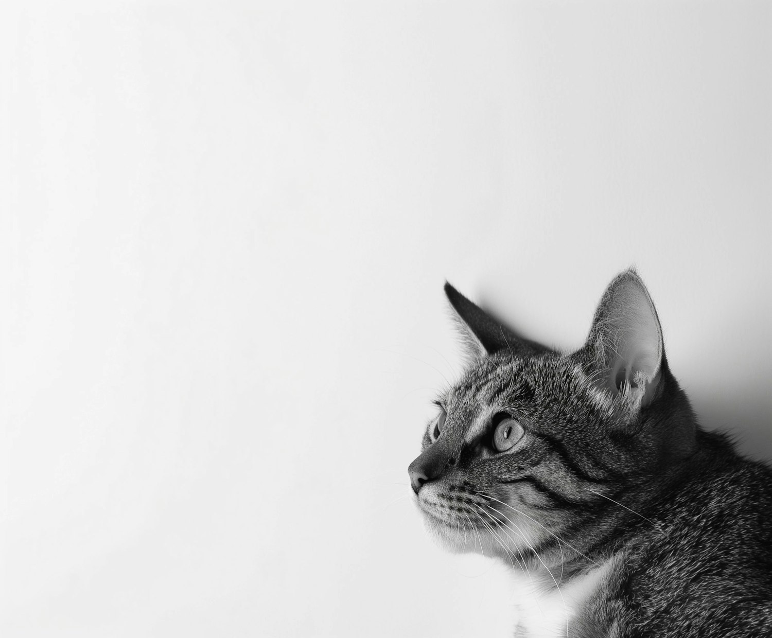 Monochrome Cat Portrait