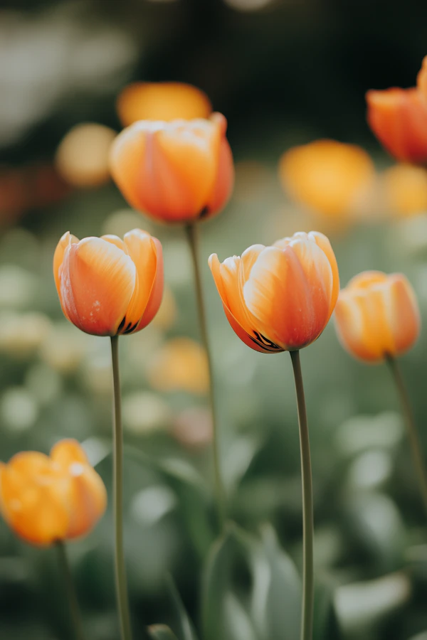 Vibrant Orange Tulips
