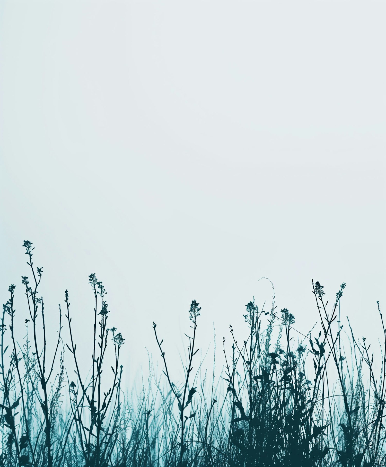 Serene Silhouetted Plants