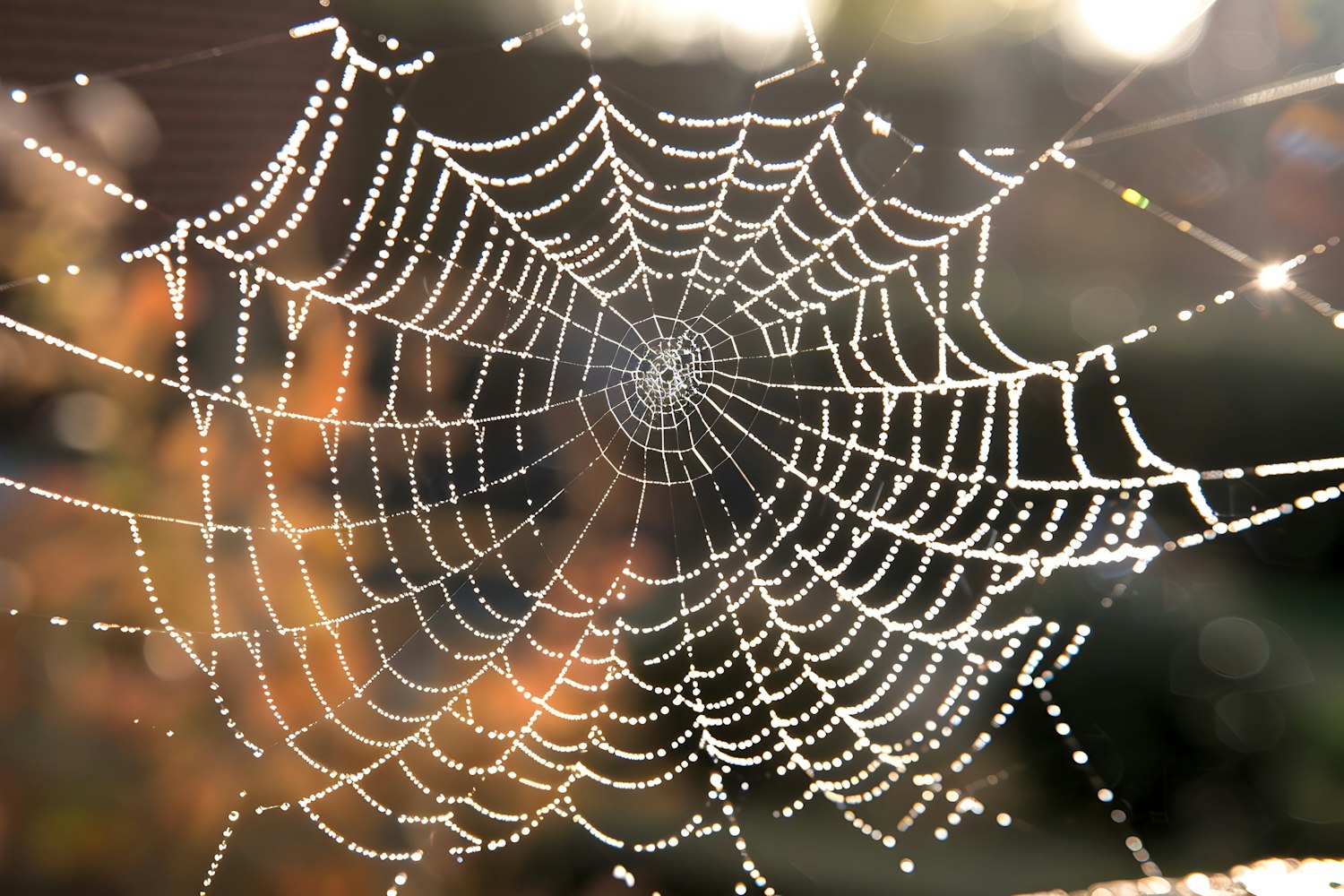 Dewy Spider Web