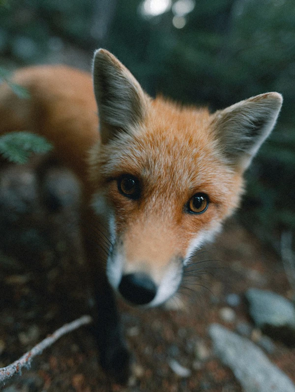 Red Fox Close-Up