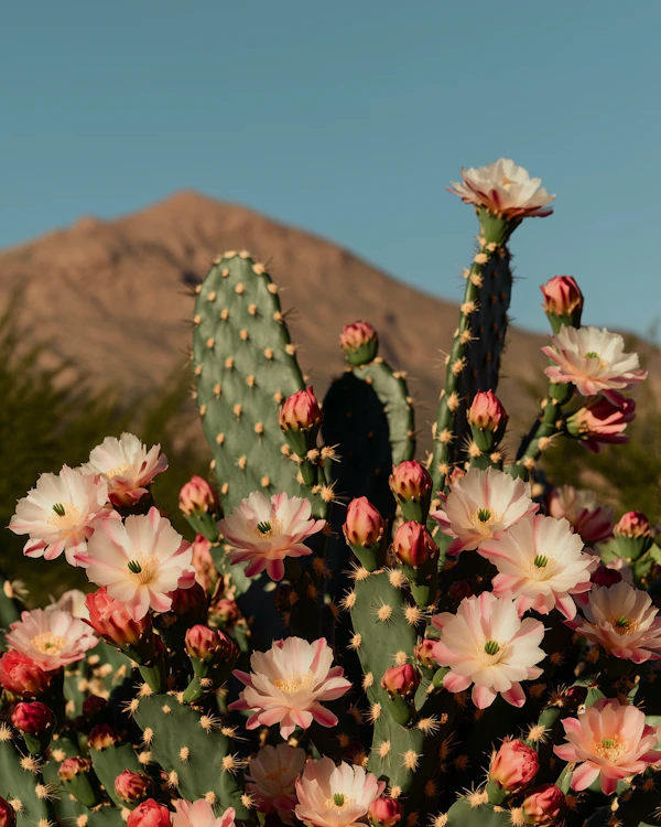 Blooming Desert Cactus