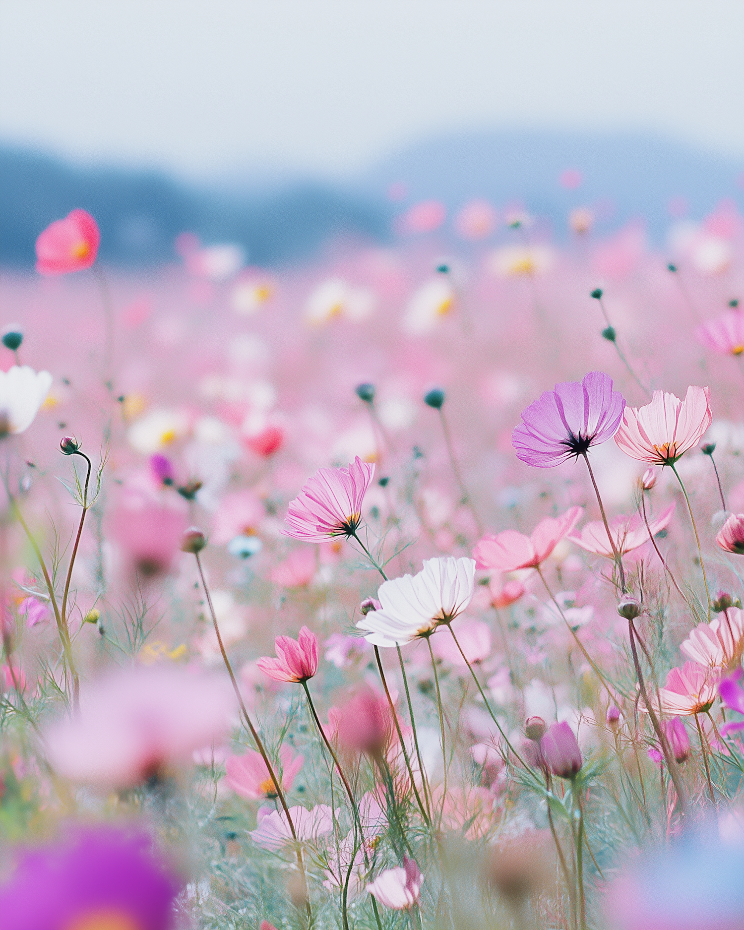 Serene Field of Wildflowers