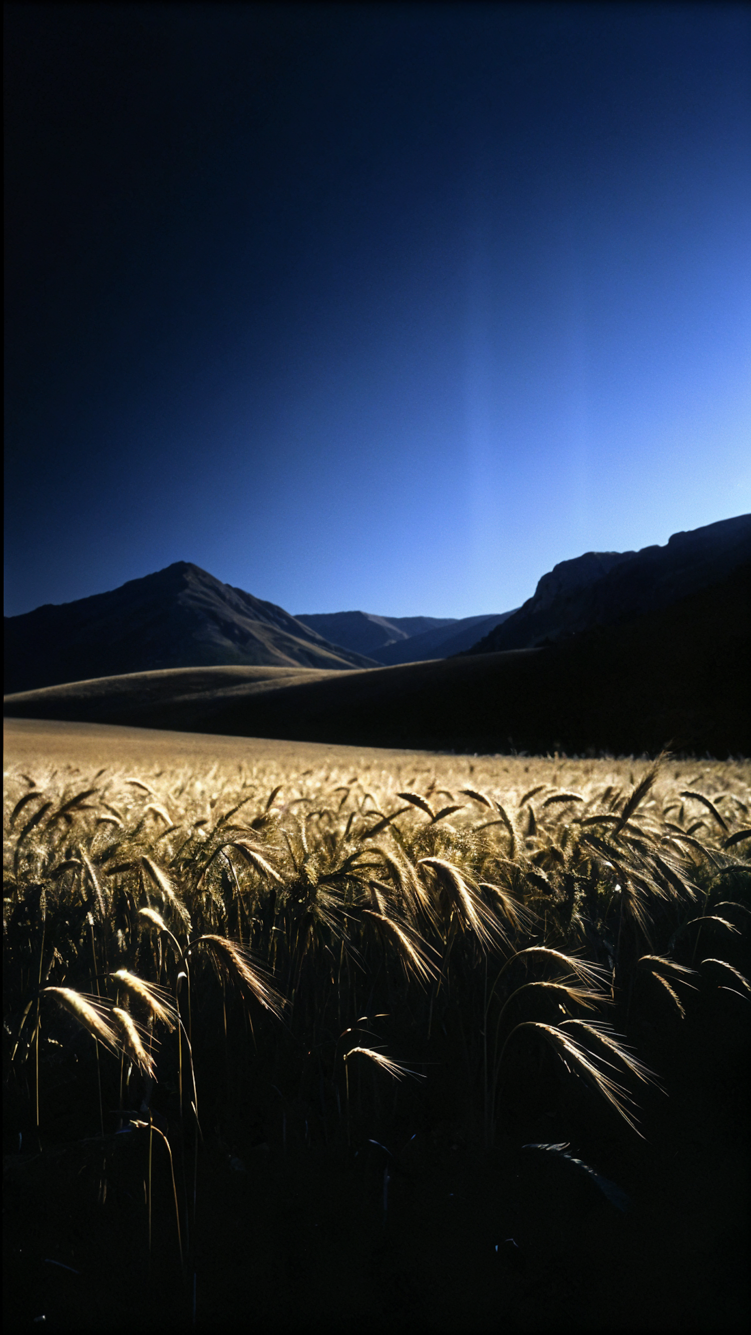 Serene Wheat Field Landscape