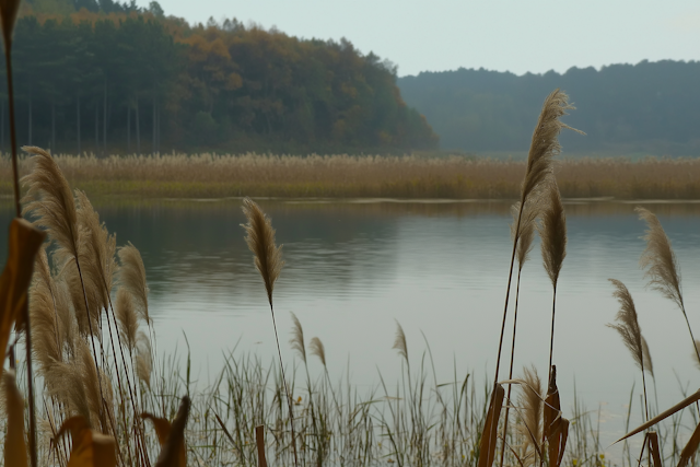 Serene Lakeside Scene