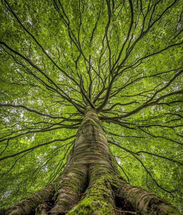 Majestic Tree Canopy