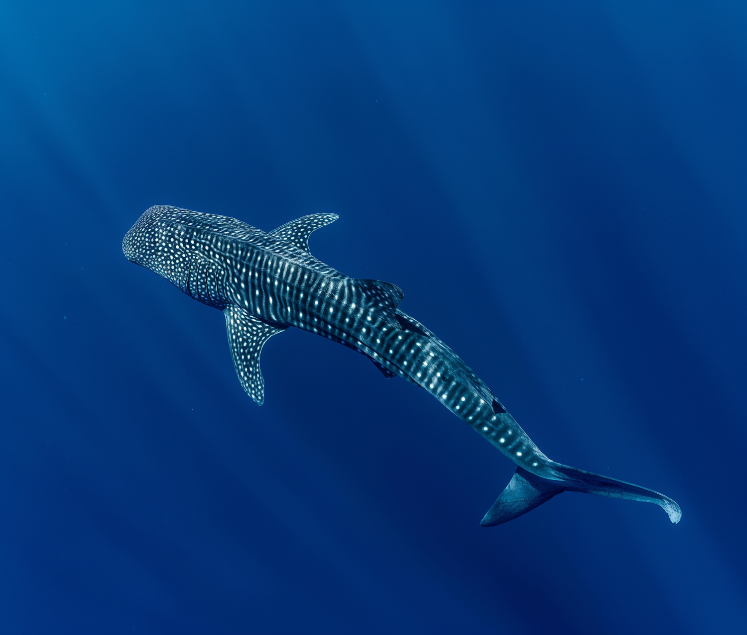 Solitary Whale Shark in the Ocean