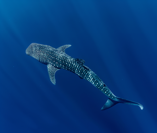 Solitary Whale Shark in the Ocean