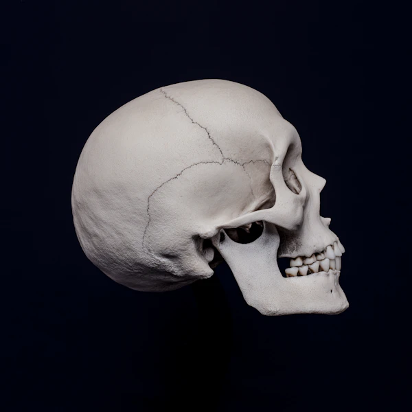 Detailed Human Skull