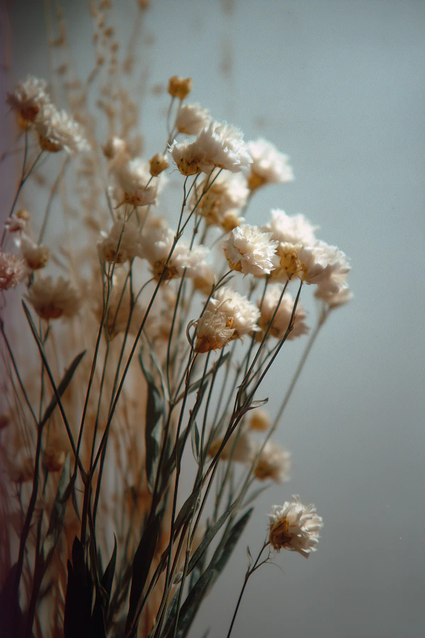 Delicate Dried Flowers