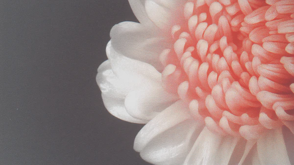 Chrysanthemum Close-Up