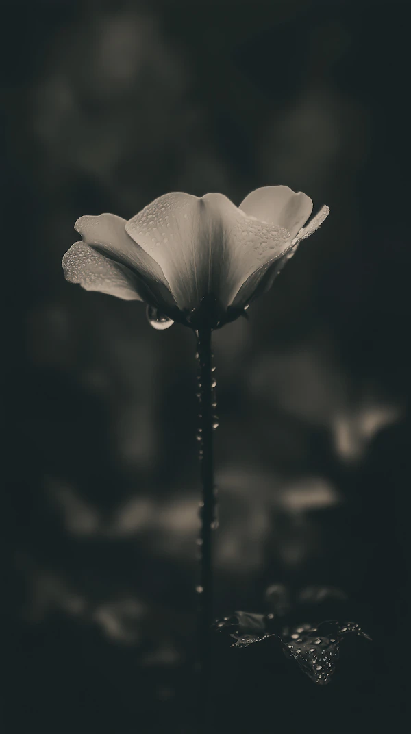 Monochrome Flower Close-Up