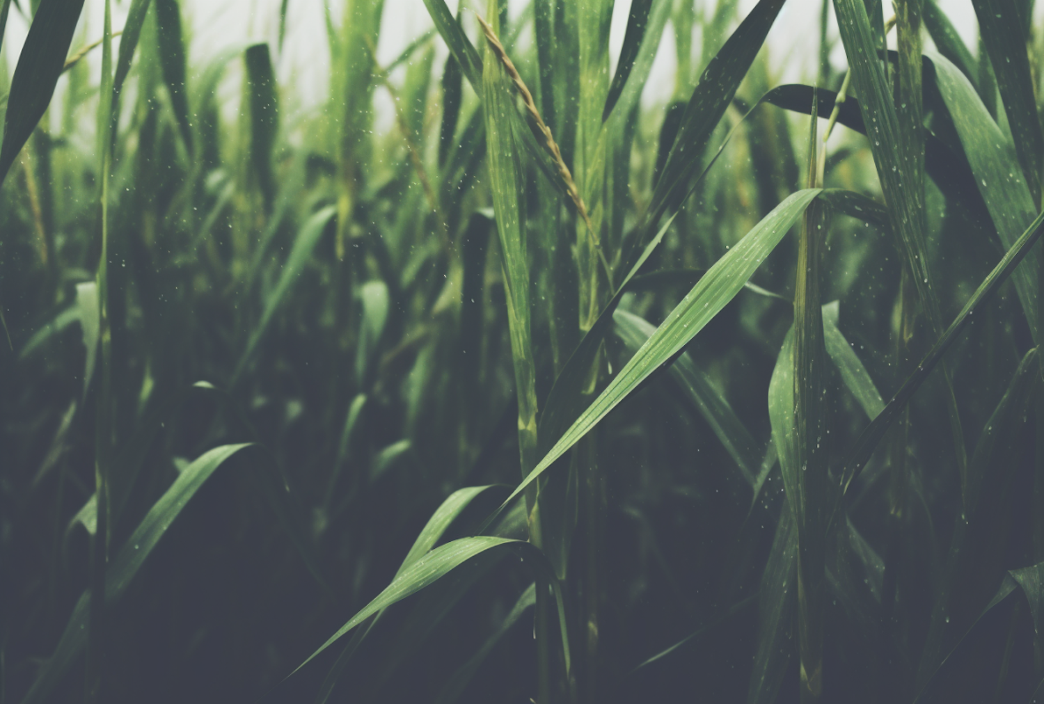 Serene Green Wheat Field