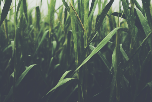 Serene Green Wheat Field